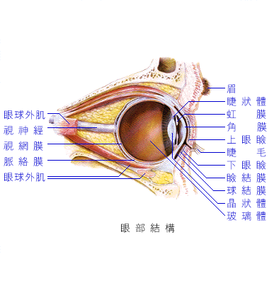 眼球 眼球主要由角膜,巩膜,虹膜,睫状体,脉络膜,视网膜和房水